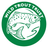 wild trout
